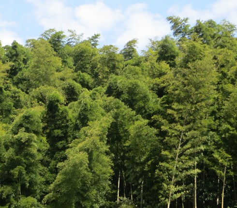 竹子年齡竹子材質(zhì)