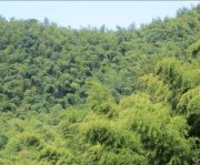 竹子的特點有哪些？